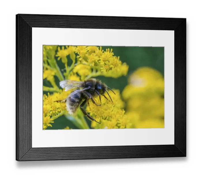 Framed Print : Field cuckoo bumblebee (Bombus campestris) feeding on Goldenrod (Solidago). Monmouthshire Framed Print : Field cuckoo bumblebee (Bombus campestris) feeding on Goldenrod (Solidago). Monmouthshire