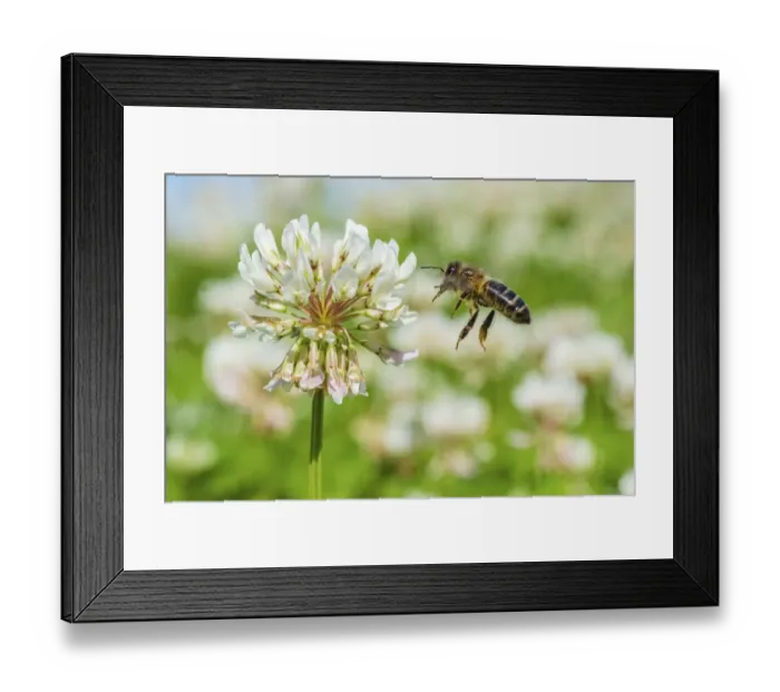 Framed Print : European honey bee (Apis mellifera) flying to White clover (Trifolium repens) flowers Framed Print : European honey bee (Apis mellifera) flying to White clover (Trifolium repens) flowers