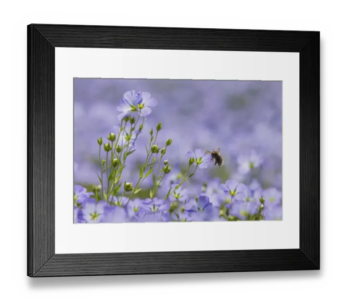 Framed Print : Tree bumblebee (Bombus hypnorum), flying to Flax (Linum usitatissimum) Monmouthshire Framed Print : Tree bumblebee (Bombus hypnorum), flying to Flax (Linum usitatissimum) Monmouthshire