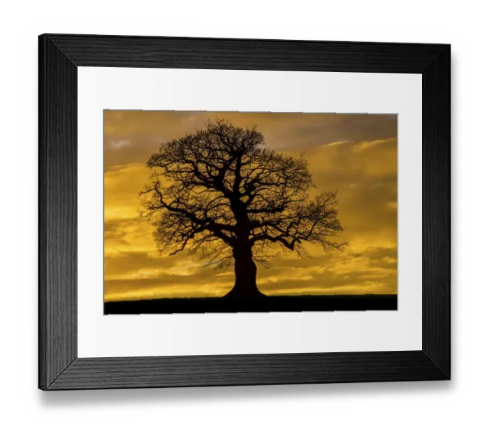 Framed Print : English oak tree (Quercus robur) at sunset, Monmouthshire Wales UK, March