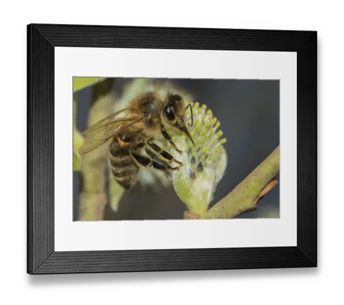 Framed Print : European honey bee (Apis mellifera) feeding on Goat willow (salix caprea) male flowers Framed Print : European honey bee (Apis mellifera) feeding on Goat willow (salix caprea) male flowers