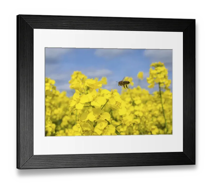 Framed Print : European honey bee (Apis mellifera) flying to Oilseed rape / Rapeseed (Brassica napus) flowers Framed Print : European honey bee (Apis mellifera) flying to Oilseed rape / Rapeseed (Brassica napus) flowers