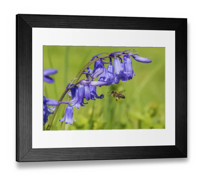 Framed Print : Honeybee (Apis mellifera) flying to Bluebell flowers (Hyacinthoides non-scripta) Monmouthshire