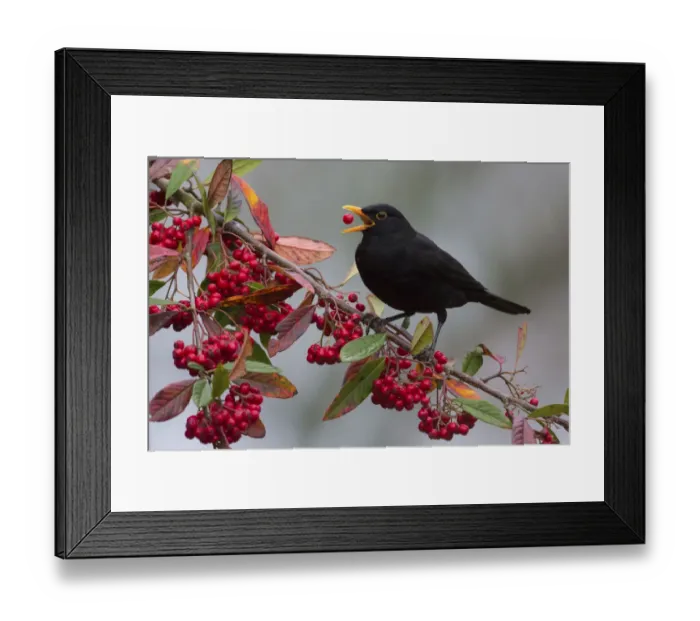 Framed Print : Blackbird (Turdus merula) male feeding on Cotoneaster berries, Monmouthshire, Wales, UK Framed Print : Blackbird (Turdus merula) male feeding on Cotoneaster berries, Monmouthshire, Wales, UK