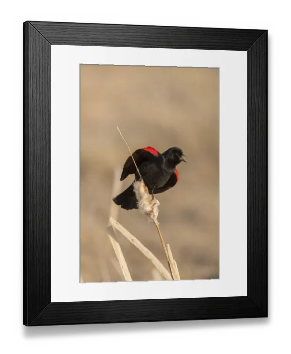 Framed Print : Red winged blackbird (Agelaius phoeniceus) male singing, Bozeman, Montana, USA. April Framed Print : Red winged blackbird (Agelaius phoeniceus) male singing, Bozeman, Montana, USA. April