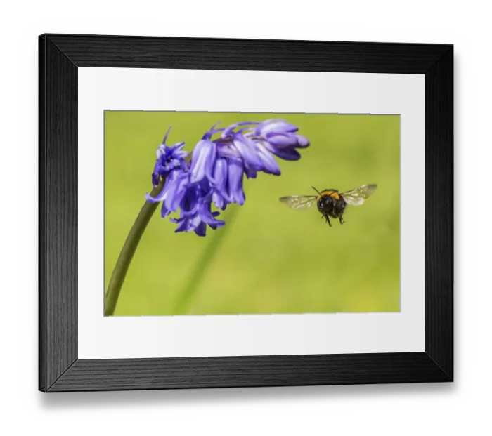 Framed Print : Garden bumblebee (Bombus hortorum) visiting bluebell (Hyacinthoides non-scripta) Monmouthshire Framed Print : Garden bumblebee (Bombus hortorum) visiting bluebell (Hyacinthoides non-scripta) Monmouthshire