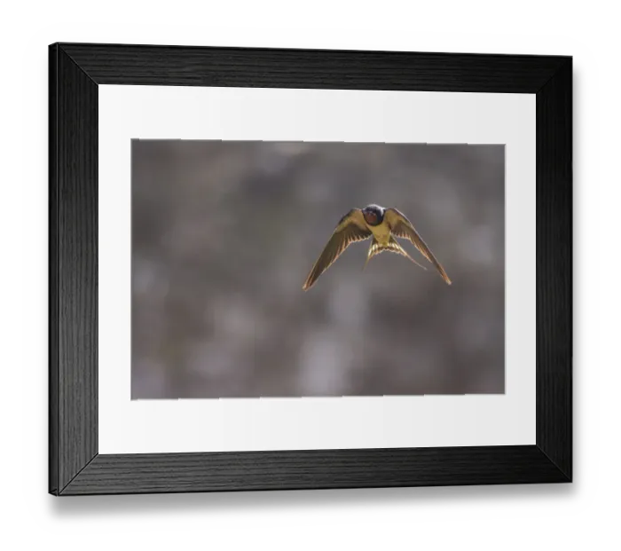 Framed Print : Barn swallow (Hirundo rustica), Monmouthshire, Wales, UK, July Framed Print : Barn swallow (Hirundo rustica), Monmouthshire, Wales, UK, July