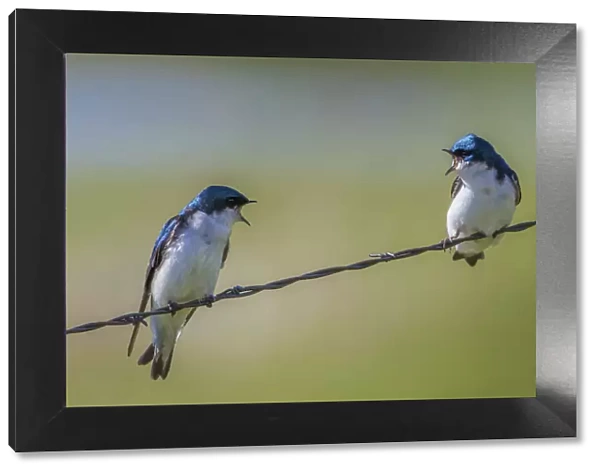 Tree swallows (Tachycineta bicolor), perched on wire, calling aggressively to each other