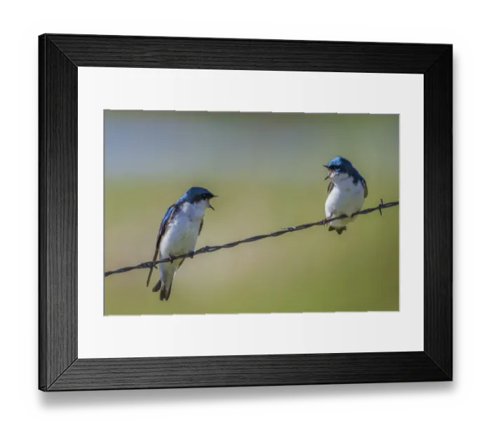 Framed Print : Tree swallows (Tachycineta bicolor), perched on wire, calling aggressively to each other