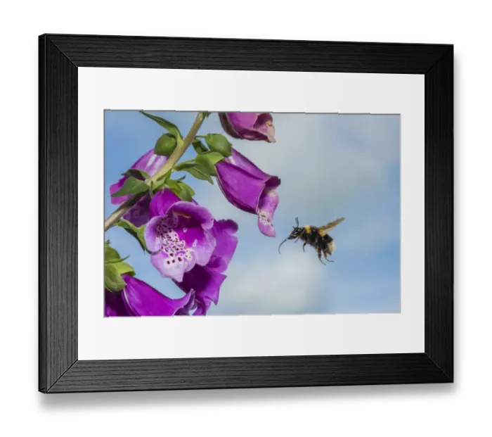 Framed Print : Garden bumblebee (Bombus hortorum), flying to Foxglove (Digitalis purpurea), flower Framed Print : Garden bumblebee (Bombus hortorum), flying to Foxglove (Digitalis purpurea), flower