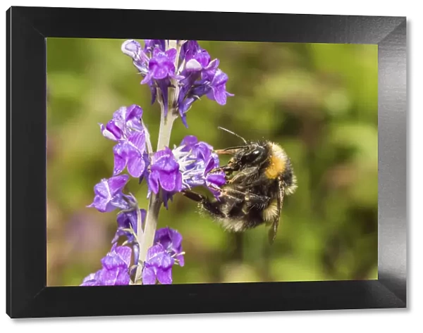 Garden bumblebee (Bombus hortorum) worker visiting Purple toadflax (Linaria purpurea) Monmouthshire