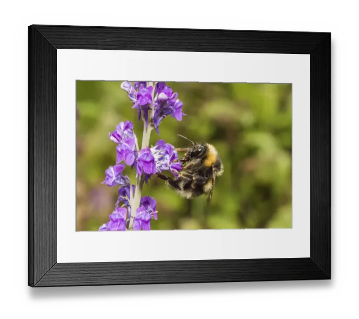 Framed Print : Garden bumblebee (Bombus hortorum) worker visiting Purple toadflax (Linaria purpurea) Monmouthshire