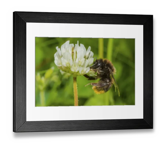 Framed Print : Red tailed bumblebee (Bombus lapidarius), visiting Clover (Trifolium) flower, Monmouthshire Framed Print : Red tailed bumblebee (Bombus lapidarius), visiting Clover (Trifolium) flower, Monmouthshire