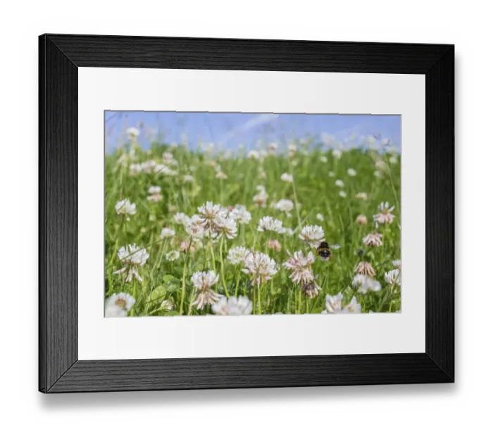 Framed Print : Buff tailed bumblebee (Bombus terrestris) flying to Clover (Trifolium sp. ), Monmouthshire Framed Print : Buff tailed bumblebee (Bombus terrestris) flying to Clover (Trifolium sp. ), Monmouthshire