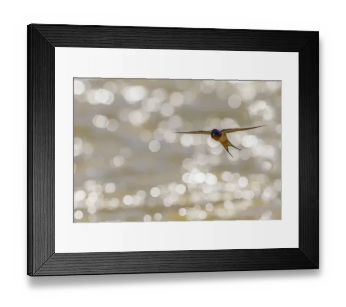 Framed Print : American barn swallow (Hirundo rustica erythrogaster) in flight catching insects Framed Print : American barn swallow (Hirundo rustica erythrogaster) in flight catching insects