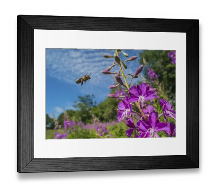 Framed Print : European honey bee (Apis mellifera) flying to feed on Rosebay willowherb (Chamerion Framed Print : European honey bee (Apis mellifera) flying to feed on Rosebay willowherb (Chamerion