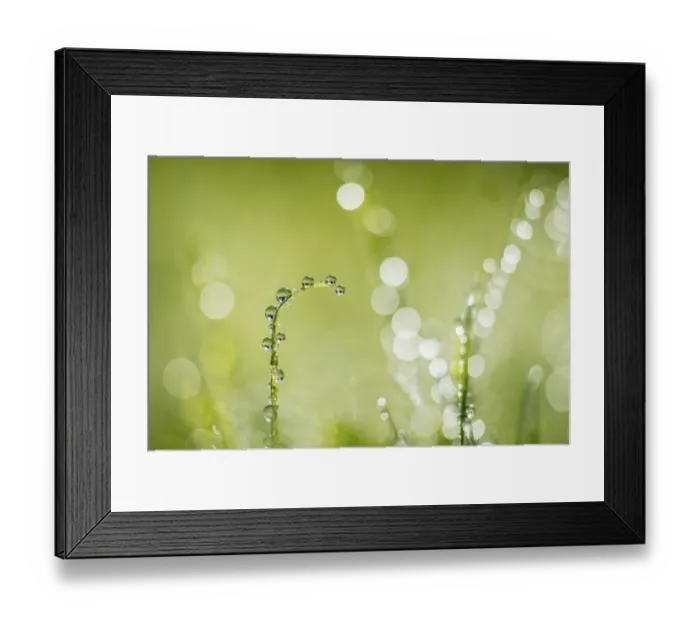 Framed Print : Dew on grass, Monmouthshire Wales, UK, September Framed Print : Dew on grass, Monmouthshire Wales, UK, September