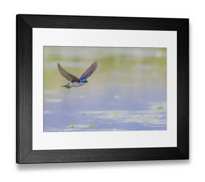 Framed Print : Tree swallow (Tachycineta bicolor) in fight over the Madison River, Montana, USA, June Framed Print : Tree swallow (Tachycineta bicolor) in fight over the Madison River, Montana, USA, June