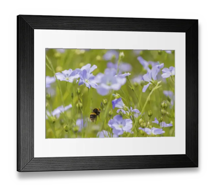 Framed Print : Early bumblebee (Bombus pratorum), visiting flax flowers, (Linum usitatissimum) Framed Print : Early bumblebee (Bombus pratorum), visiting flax flowers, (Linum usitatissimum)