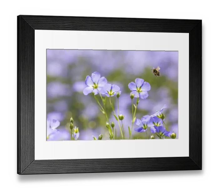Framed Print : Honeybee (Apis meliffera) visiting flax flowers, (Linum usitatissimum), Monmouthshire Wales Framed Print : Honeybee (Apis meliffera) visiting flax flowers, (Linum usitatissimum), Monmouthshire Wales