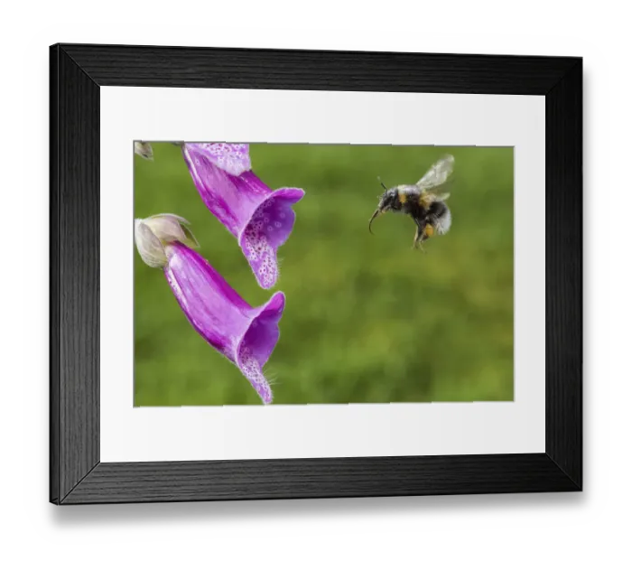 Framed Print : Garden bumblebee (Bombus hortorum) flying to feed on Foxglove (Digitalis purpurea) Monmouthshire Framed Print : Garden bumblebee (Bombus hortorum) flying to feed on Foxglove (Digitalis purpurea) Monmouthshire