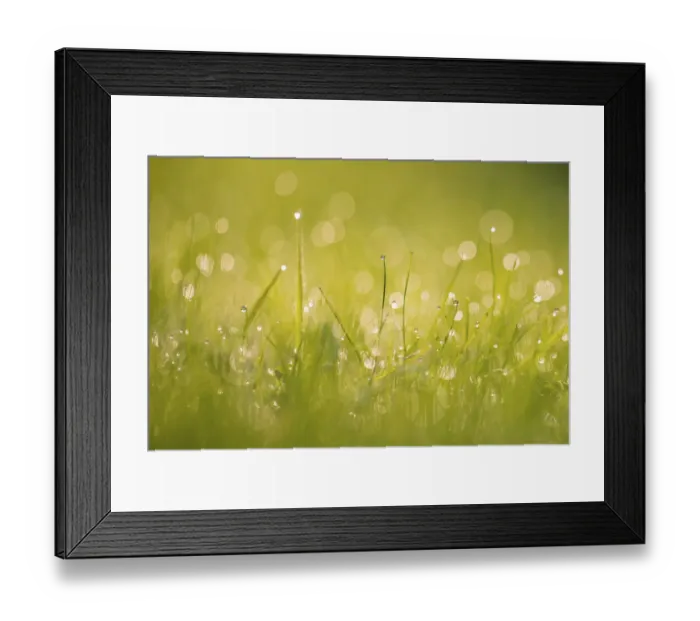 Framed Print : Dewdrops on grass with bokeh affect, Monmouthshire, Wales, UK September Framed Print : Dewdrops on grass with bokeh affect, Monmouthshire, Wales, UK September