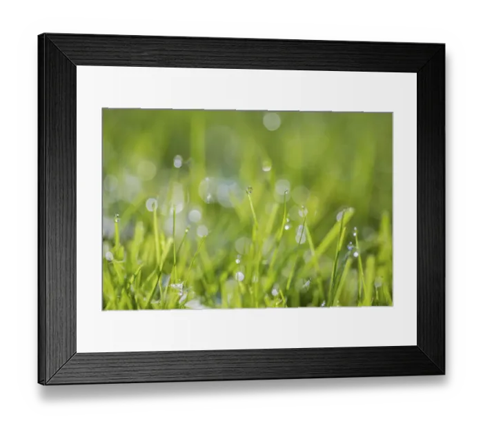 Framed Print : Dewdrops on grass, Monmouthshire, Wales UK, October Framed Print : Dewdrops on grass, Monmouthshire, Wales UK, October