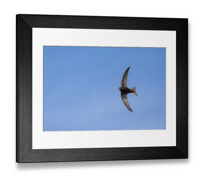 Framed Print : Swift (Apus apus) in flight, Monmouthshire, Wales, UK, June Framed Print : Swift (Apus apus) in flight, Monmouthshire, Wales, UK, June