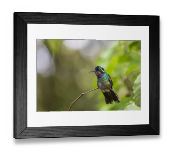 Framed Print : Purple-throated mountain gem (Lampornis calolaemus), Volcano Pos, Costa Rica Framed Print : Purple-throated mountain gem (Lampornis calolaemus), Volcano Pos, Costa Rica