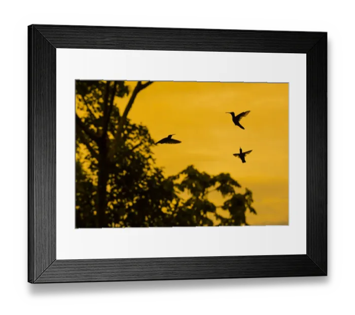 Framed Print : Violet sabrewing hummingbird (Campylopterus hemileucurus) males territorial fight at dawn Framed Print : Violet sabrewing hummingbird (Campylopterus hemileucurus) males territorial fight at dawn