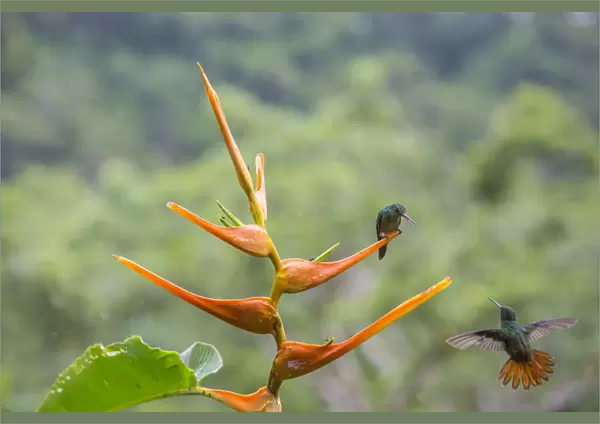 Rufous-tailed hummingbird (Amazilia tzacatl) territorial fighting around Heliconia flower