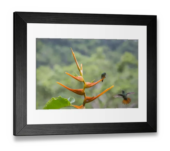 Framed Print : Rufous-tailed hummingbird (Amazilia tzacatl) territorial fighting around Heliconia flower Framed Print : Rufous-tailed hummingbird (Amazilia tzacatl) territorial fighting around Heliconia flower