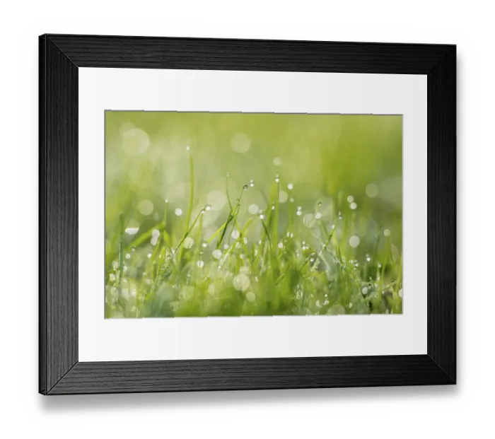 Framed Print : Grass covered in water droplets, Monmouthshire, Wales, UK, September Framed Print : Grass covered in water droplets, Monmouthshire, Wales, UK, September