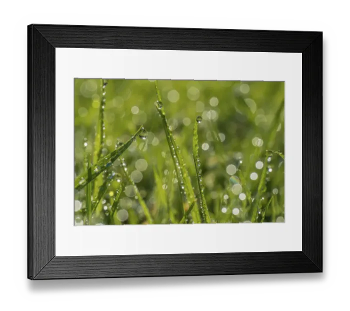 Framed Print : Dewdrop on grass with bokeh affect, Monmouthshire, Wales, UK, September Framed Print : Dewdrop on grass with bokeh affect, Monmouthshire, Wales, UK, September
