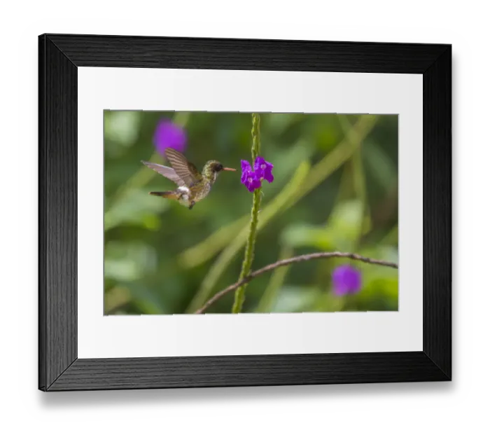 Framed Print : Black-crested coquette (Lophornis helenae) juvenile male visiting Porterweed (Stachytarpheta Framed Print : Black-crested coquette (Lophornis helenae) juvenile male visiting Porterweed (Stachytarpheta