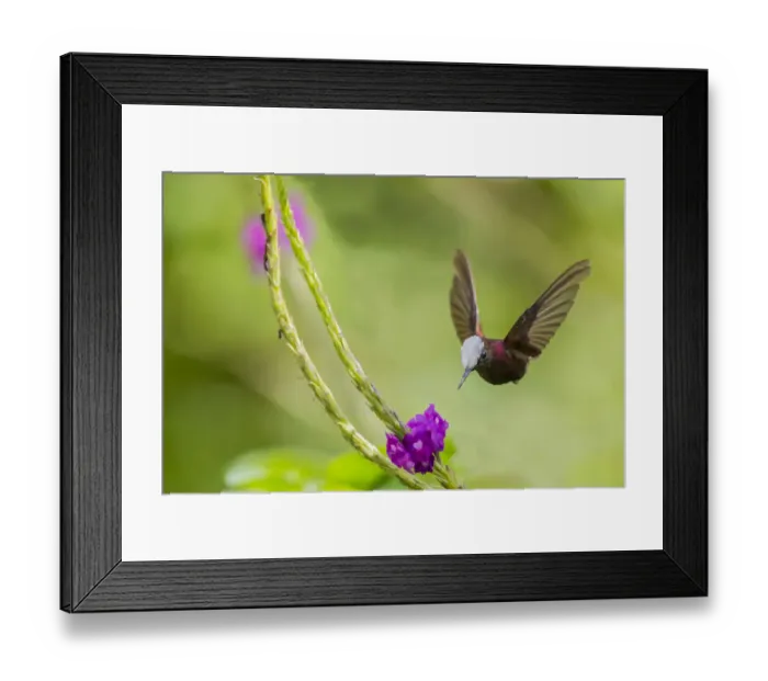 Framed Print : Snowcap hummingbird (Microchera albocoronata) visiting Porterweed (Stachytarpheta sp) Framed Print : Snowcap hummingbird (Microchera albocoronata) visiting Porterweed (Stachytarpheta sp)
