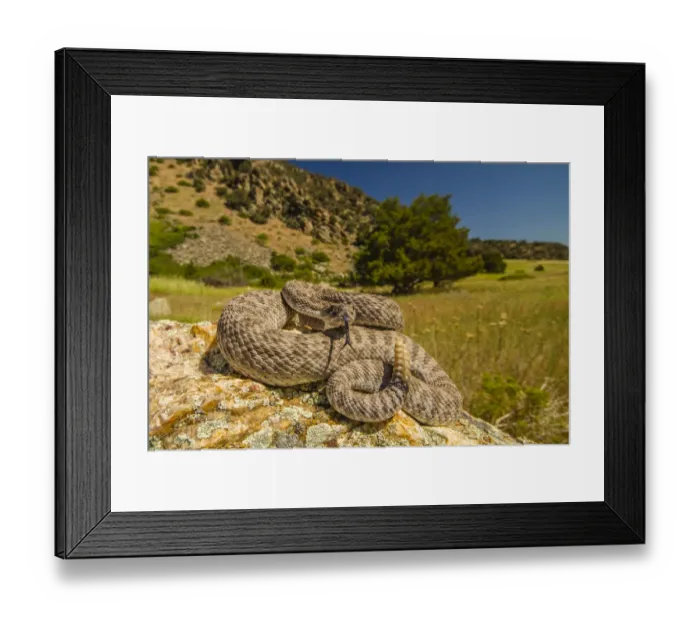 Framed Print : Prairie Rattlesnake (Crotalus viridis) sunbathing, Bozeman, Montana, USA Framed Print : Prairie Rattlesnake (Crotalus viridis) sunbathing, Bozeman, Montana, USA