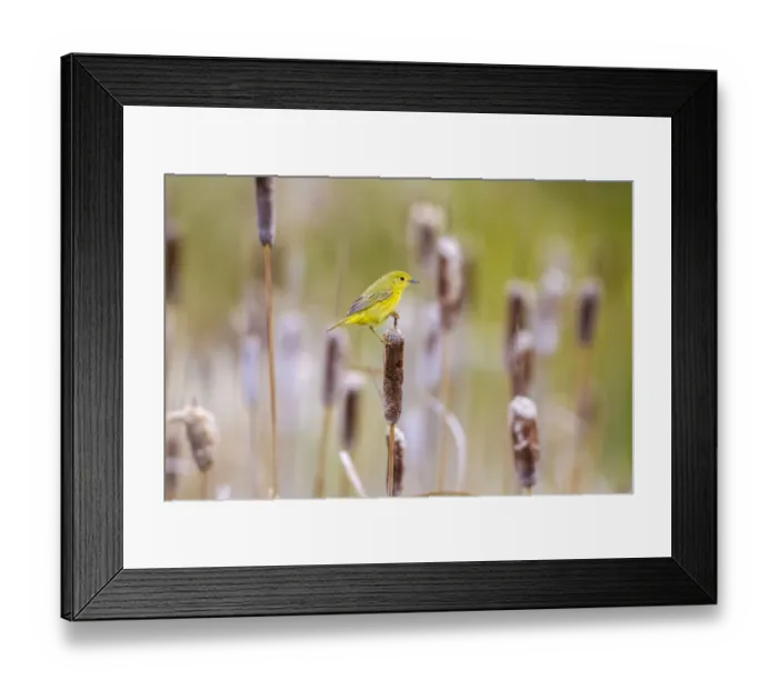 Framed Print : Yellow warbler (Dendroica petechia) collecting nesting material from Bulrush cattail Framed Print : Yellow warbler (Dendroica petechia) collecting nesting material from Bulrush cattail