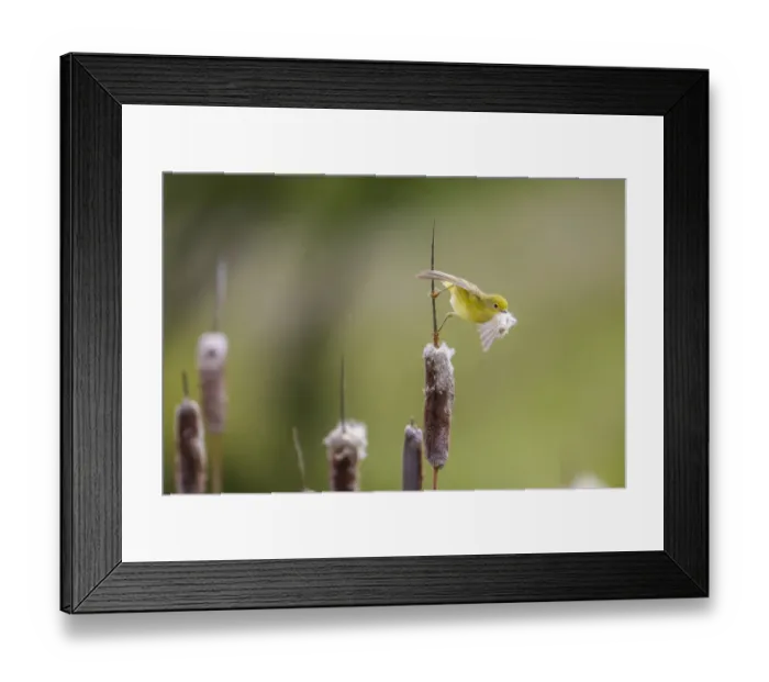 Framed Print : Yellow warbler (Dendroica petechia) collecting nesting material from Bulrush cattail Framed Print : Yellow warbler (Dendroica petechia) collecting nesting material from Bulrush cattail