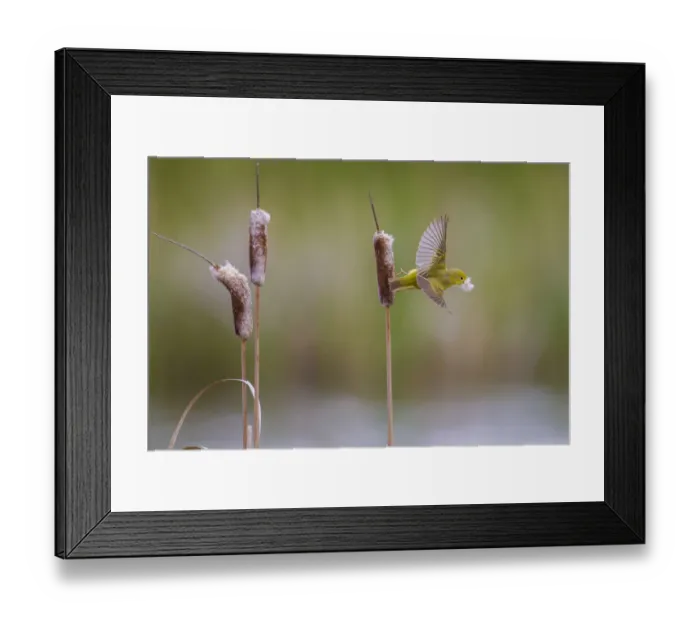 Framed Print : Yellow warbler (Dendroica petechia) collecting nesting material from Bulrush cattail Framed Print : Yellow warbler (Dendroica petechia) collecting nesting material from Bulrush cattail