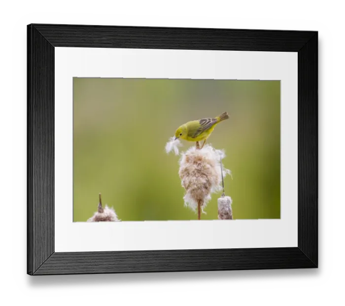 Framed Print : Yellow warbler (Dendroica petechia) collecting nesting material from Bulrush cattail Framed Print : Yellow warbler (Dendroica petechia) collecting nesting material from Bulrush cattail