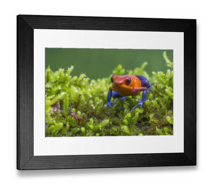 Framed Print : Strawberry poison dart frog (Oophaga pumilio - aka Dendrobates pumilio) La Selva Field Station