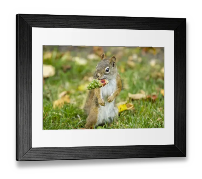 Framed Print : American red squirrel (Tamiasciurus hudsonicus) feeding on Douglas Fir (Pseudotsuga Framed Print : American red squirrel (Tamiasciurus hudsonicus) feeding on Douglas Fir (Pseudotsuga