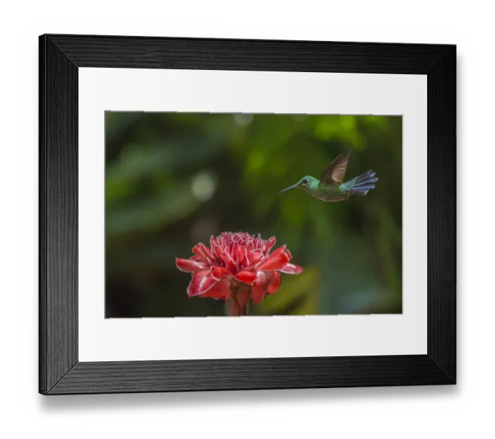 Framed Print : Green-crowned brillian hummingbird (Heliodoxa jacula) visiting Torch ginger (Etlingera elatior), Poas Volcano National Park Costa Rica Framed Print : Green-crowned brillian hummingbird (Heliodoxa jacula) visiting Torch ginger (Etlingera elatior), Poas Volcano National Park Costa Rica