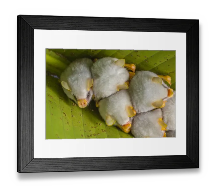 Framed Print : White tent making bat (Ectophylla alba) roosting in tree, La Selva Field Station