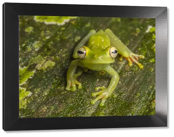 Canal Zone tree frog (Hypsiboas rufitelus) La Selva, Costa Rica