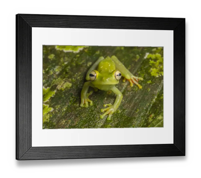 Framed Print : Canal Zone tree frog (Hypsiboas rufitelus) La Selva, Costa Rica Framed Print : Canal Zone tree frog (Hypsiboas rufitelus) La Selva, Costa Rica