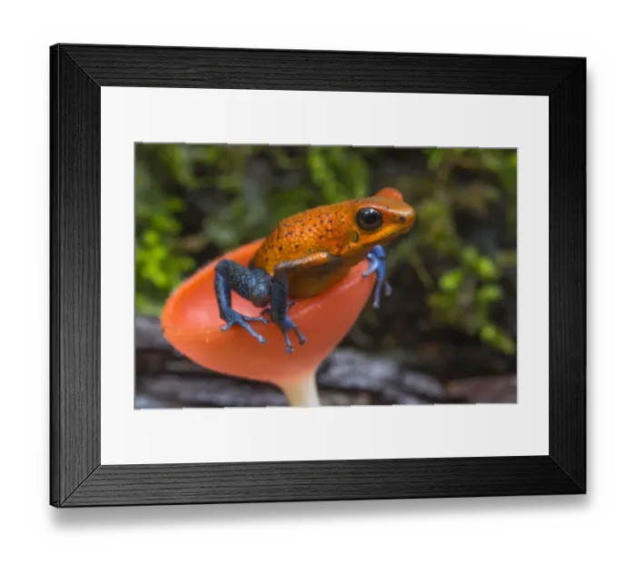 Framed Print : Strawberry poison dart frog (Oophaga / Dendrobates pumilio) in cup fungus, La Selva Field Station Framed Print : Strawberry poison dart frog (Oophaga / Dendrobates pumilio) in cup fungus, La Selva Field Station