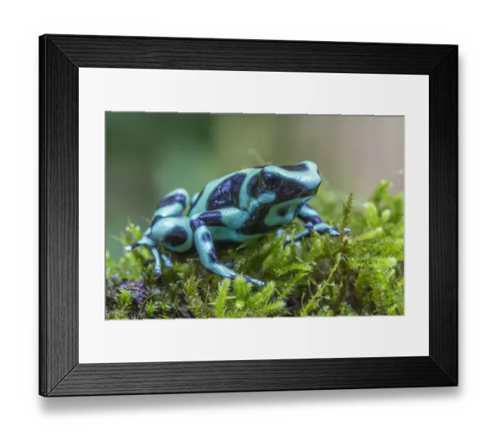 Framed Print : Green and black poison dart frog (Dendrobates auratus), La Selva Field Station, Costa Framed Print : Green and black poison dart frog (Dendrobates auratus), La Selva Field Station, Costa