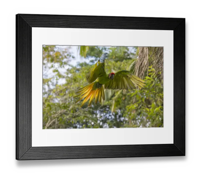Framed Print : Great green macaw (Ara ambiguus) flying, La Selva Field Station, Costa Rica Framed Print : Great green macaw (Ara ambiguus) flying, La Selva Field Station, Costa Rica